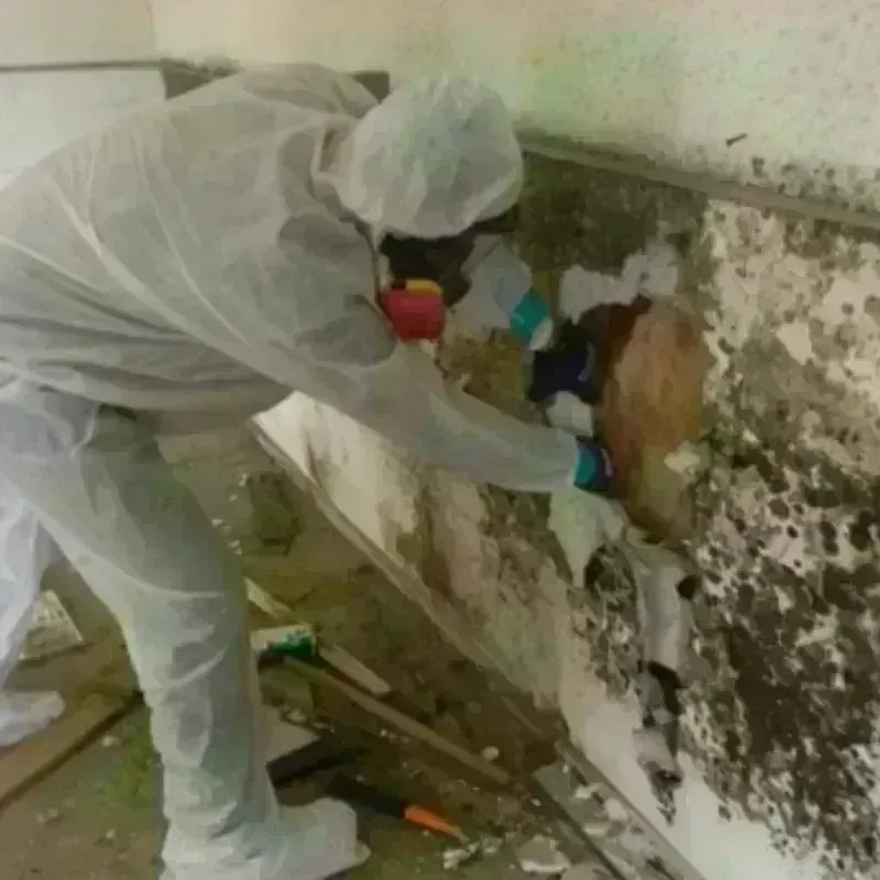 Mold Remediation and Removal in Westby, WI